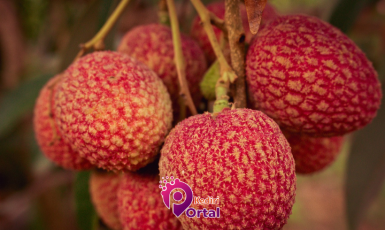 manfaat buah leci