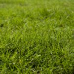 jenis rumput