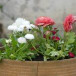 tips memindah pot bunga