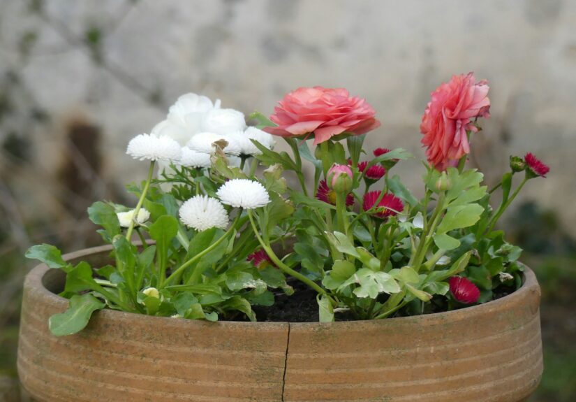 tips memindah pot bunga