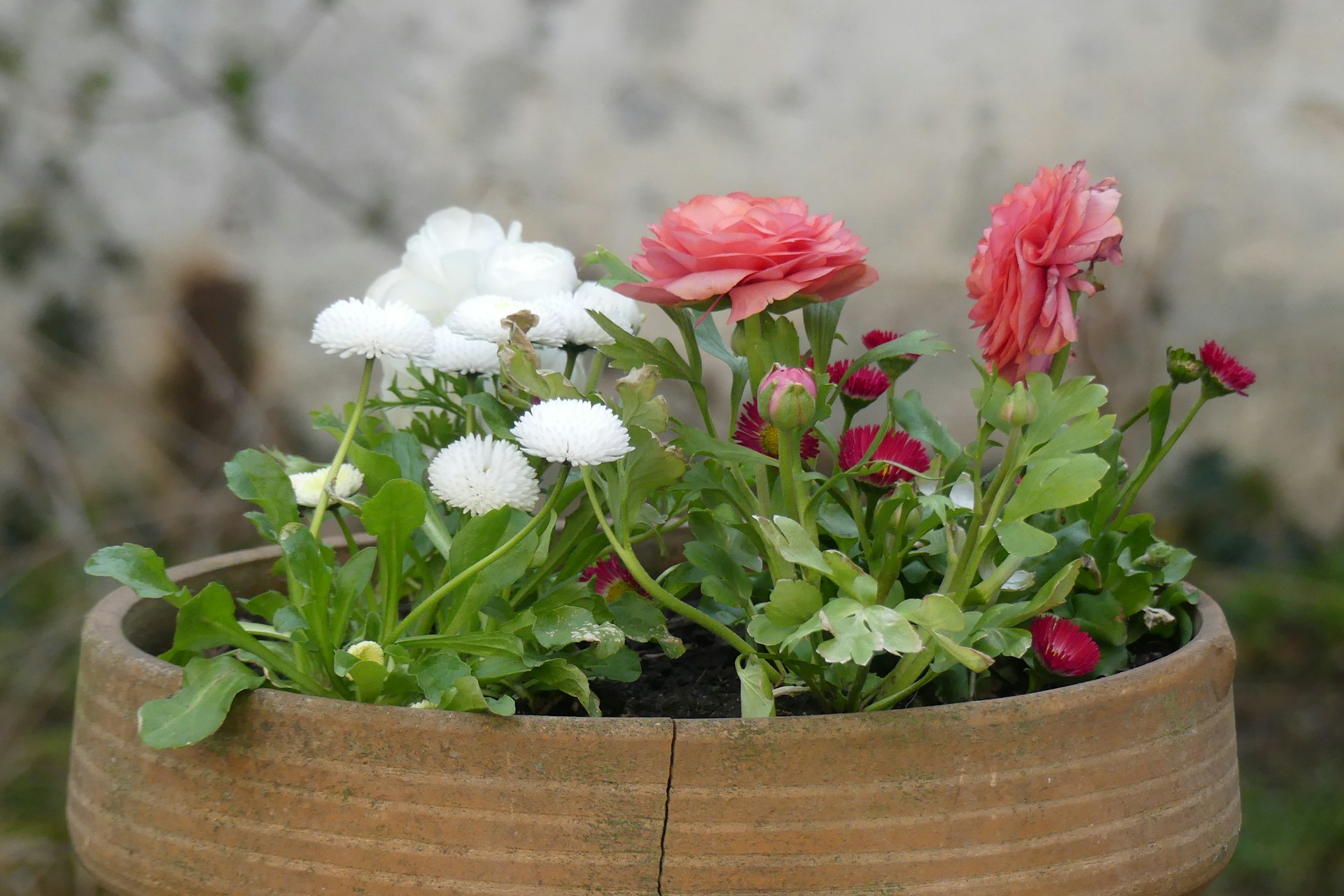 tips memindah pot bunga