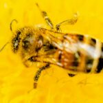 Efek sengatan lebah