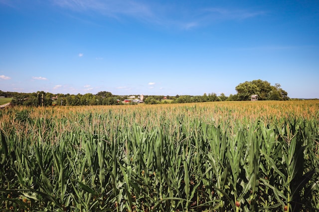 Ladang jagung