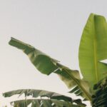 Daun pisang