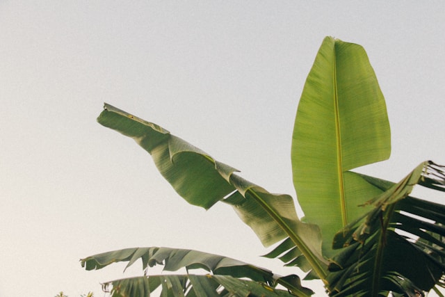 Daun pisang