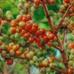 pohon kopi