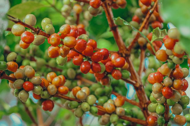 pohon kopi